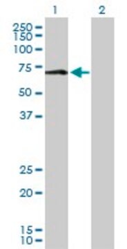 Anti-MAOA antibody produced in rabbit purified immunoglobulin, buffered aqueous solution