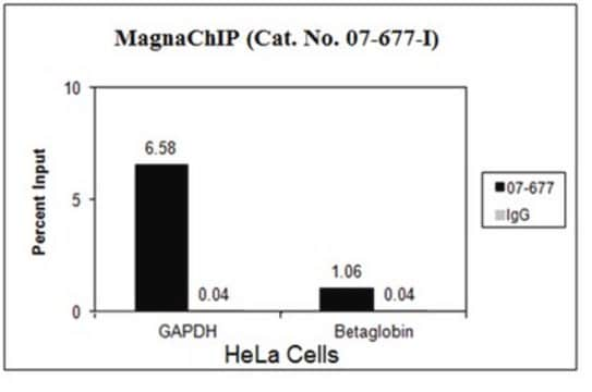 Anti-Acetyl-Histon H3 (Lys56)-Antikörper, Versuchsgröße from rabbit, purified by affinity chromatography