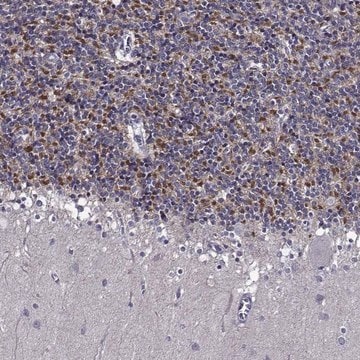 Anti-TMEM266 antibody produced in rabbit Prestige Antibodies&#174; Powered by Atlas Antibodies, affinity isolated antibody, buffered aqueous glycerol solution