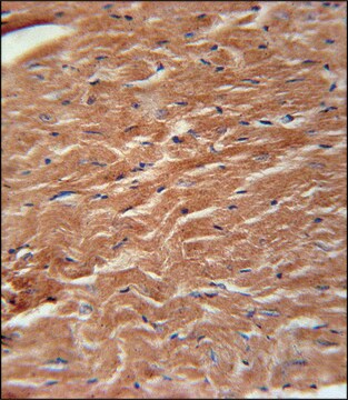 ANTI-COPZ2 (C-TERM) antibody produced in rabbit IgG fraction of antiserum, buffered aqueous solution