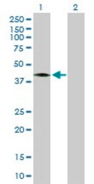 Anti-CCNDBP1 antibody produced in mouse purified immunoglobulin, buffered aqueous solution