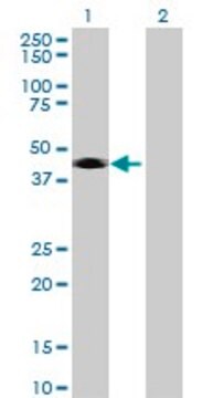 Anti-CD209 antibody produced in mouse purified immunoglobulin, buffered aqueous solution