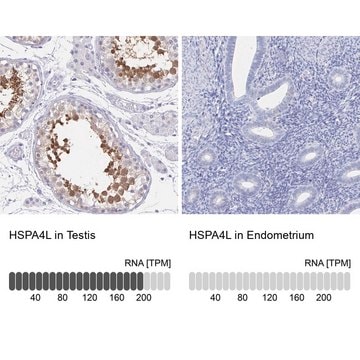 Anti-HSPA4L antibody produced in rabbit Prestige Antibodies&#174; Powered by Atlas Antibodies, affinity isolated antibody, buffered aqueous glycerol solution