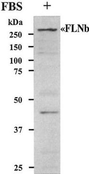 Anti-Filamin B Antibody Chemicon&#174;, from rabbit