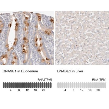 Anti-DNASE1 antibody produced in rabbit Prestige Antibodies&#174; Powered by Atlas Antibodies, affinity isolated antibody, buffered aqueous glycerol solution