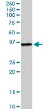 Anti-FAM3B antibody produced in rabbit purified immunoglobulin, buffered aqueous solution