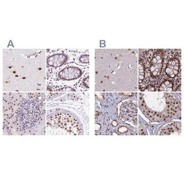 Anti-SF3A2 antibody produced in rabbit Prestige Antibodies&#174; Powered by Atlas Antibodies, affinity isolated antibody, buffered aqueous glycerol solution