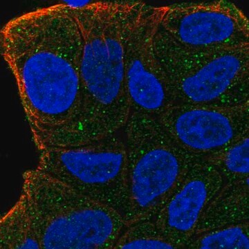 Anti-ZFYVE9 antibody produced in rabbit Prestige Antibodies&#174; Powered by Atlas Antibodies, affinity isolated antibody