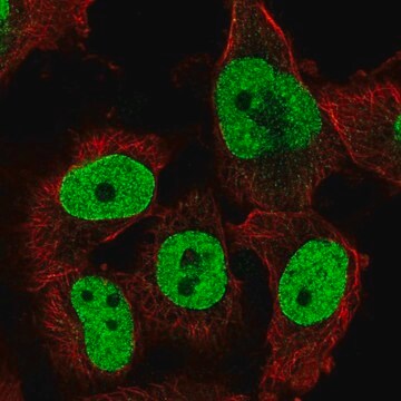 Anti-TFPT antibody produced in rabbit Prestige Antibodies&#174; Powered by Atlas Antibodies, affinity isolated antibody