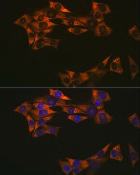 Anti-eIF4A1 Antibody, clone 7D5K2, Rabbit Monoclonal