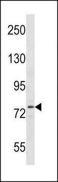 ANTI-MOUSE SIK1 (C-TERM) antibody produced in rabbit IgG fraction of antiserum, buffered aqueous solution