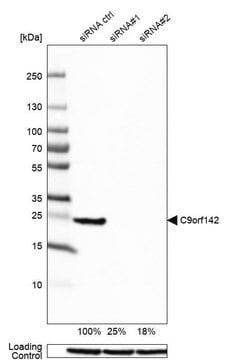 Anti-C9orf142 antibody produced in rabbit Prestige Antibodies&#174; Powered by Atlas Antibodies, affinity isolated antibody, buffered aqueous glycerol solution