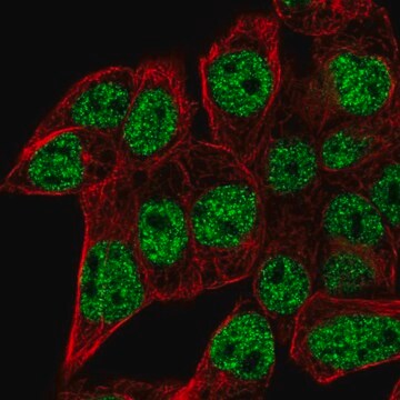 Anti-SEC14L6 antibody produced in rabbit Prestige Antibodies&#174; Powered by Atlas Antibodies, affinity isolated antibody