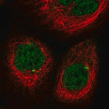 Anti-CDKL2 antibody produced in rabbit Prestige Antibodies&#174; Powered by Atlas Antibodies, affinity isolated antibody, buffered aqueous glycerol solution