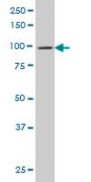 Monoclonal Anti-DNM2 antibody produced in mouse clone 6C9, purified immunoglobulin, buffered aqueous solution