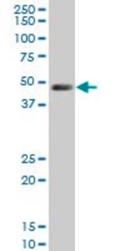 Monoclonal Anti-LDB1 antibody produced in mouse clone 2G9, purified immunoglobulin, buffered aqueous solution