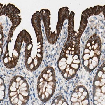 Anti-DUSP12 antibody produced in rabbit Prestige Antibodies&#174; Powered by Atlas Antibodies, affinity isolated antibody, buffered aqueous glycerol solution