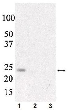 Anti-phospho eIF4E (Ser209) Antibody Upstate&#174;, from rabbit