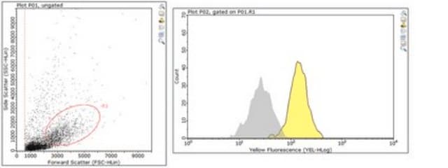 Anticuerpo anti-mieloperoxidasa from rabbit, purified by affinity chromatography