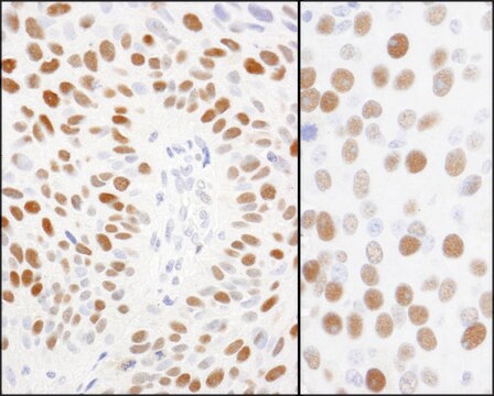 Rabbit anti-Phospho MCM2 (S108) Antibody, Affinity Purified