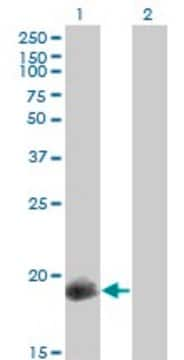 Monoclonal Anti-PPP1R14A antibody produced in mouse clone 3A7, purified immunoglobulin, buffered aqueous solution