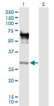 Anti-EMX2 antibody produced in rabbit purified immunoglobulin, buffered aqueous solution