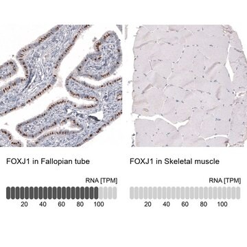 Monoklonalny anty-FXJ1 Prestige Antibodies&#174; Powered by Atlas Antibodies, clone CL3991, purified immunoglobulin