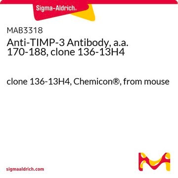 Anti-TIMP-3 Antibody, a.a. 170-188, clone 136-13H4 clone 136-13H4, Chemicon&#174;, from mouse