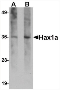 Monoclonal Anti-Hax1a antibody produced in mouse clone 8F9G7, purified immunoglobulin, buffered aqueous solution