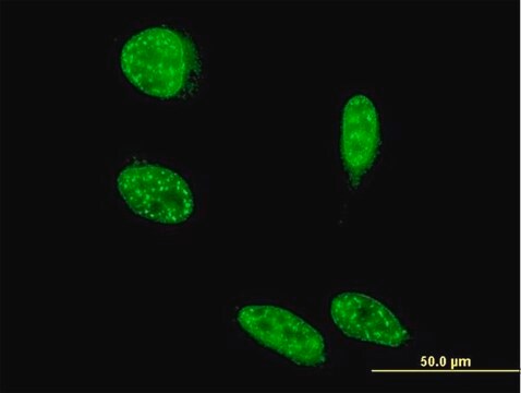 Monoclonal Anti-SAP18 antibody produced in mouse clone 3B2, purified immunoglobulin, buffered aqueous solution