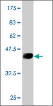 Monoclonal Anti-UBE2D3 antibody produced in mouse clone S2, purified immunoglobulin, buffered aqueous solution