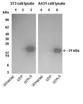 PAK-1-PBD-Protein (agarosefrei), 300&nbsp;&#181;g For use in Affinity Binding Assays, ELISA &amp; G-Protein Assays.