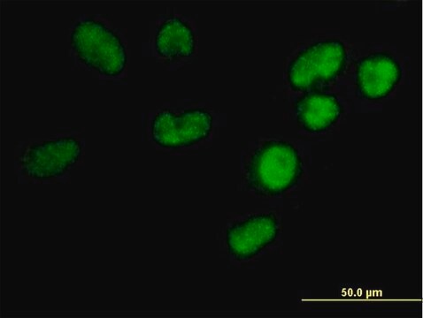 Anti-U2AF1L3 antibody produced in mouse IgG fraction of antiserum, buffered aqueous solution