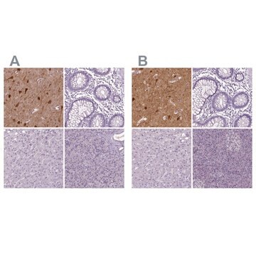 Anti-NECAB1 antibody produced in rabbit affinity isolated antibody, buffered aqueous glycerol solution, Ab2