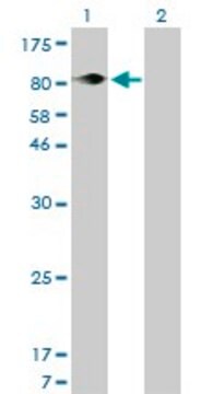 Monoclonal Anti-ITGB5 antibody produced in mouse clone 2C4, purified immunoglobulin, buffered aqueous solution