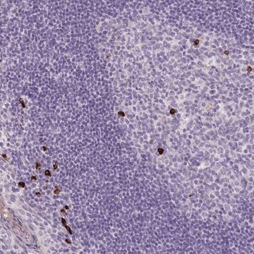 Anti-ARRDC2 antibody produced in rabbit Prestige Antibodies&#174; Powered by Atlas Antibodies, affinity isolated antibody, buffered aqueous glycerol solution