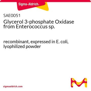 Glycerol 3-phosphate Oxidase from Enterococcus sp. recombinant, expressed in E. coli, lyophilized powder