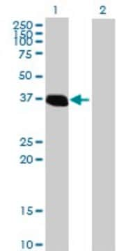 Anti-ZNF444 antibody produced in mouse purified immunoglobulin, buffered aqueous solution