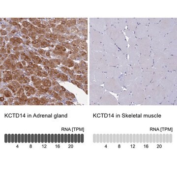 Anti-KCTD14 antibody produced in rabbit Prestige Antibodies&#174; Powered by Atlas Antibodies, affinity isolated antibody, buffered aqueous glycerol solution