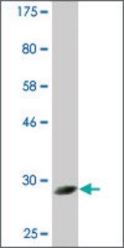 Monoclonal Anti-CPNE5 antibody produced in mouse clone 2G4, ascites fluid