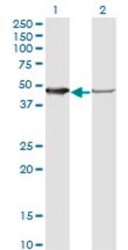 Monoclonal Anti-NUDC antibody produced in mouse clone 6F12, purified immunoglobulin, buffered aqueous solution