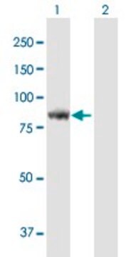 Anti-KIAA1841 antibody produced in mouse purified immunoglobulin, buffered aqueous solution