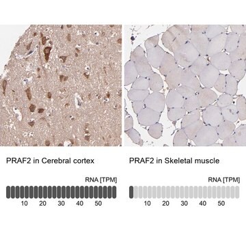 Anti-PRAF2 antibody produced in rabbit Prestige Antibodies&#174; Powered by Atlas Antibodies, affinity isolated antibody, buffered aqueous glycerol solution