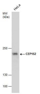 Monoclonal Anti-CEP152 antibody produced in mouse clone GT1285, affinity isolated antibody