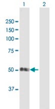 Anti-SMAP1 antibody produced in mouse purified immunoglobulin, buffered aqueous solution