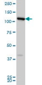 Monoclonal Anti-FLJ20097, (C-terminal) antibody produced in mouse clone 2D11, ascites fluid