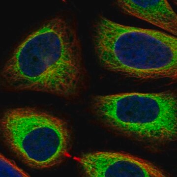 Anti-Lrpap1 Antibody Produced In Rabbit Prestige Antibodies&#174; Powered by Atlas Antibodies, affinity isolated antibody, buffered aqueous glycerol solution