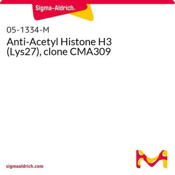 Anty-acetyl histonu H3 (Lys27), klon CMA309