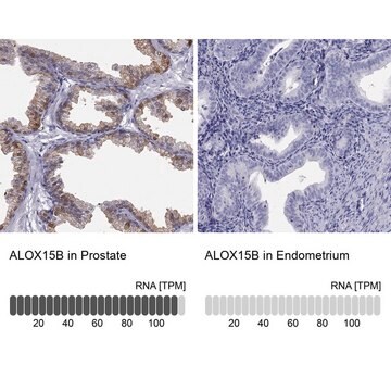 Anti-ALOX15B antibody produced in rabbit Prestige Antibodies&#174; Powered by Atlas Antibodies, affinity isolated antibody