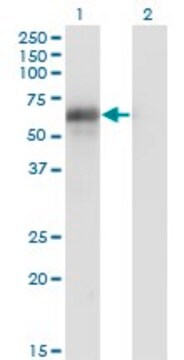 Monoclonal Anti-BIN1, (C-terminal) antibody produced in mouse clone 2C7, purified immunoglobulin, buffered aqueous solution